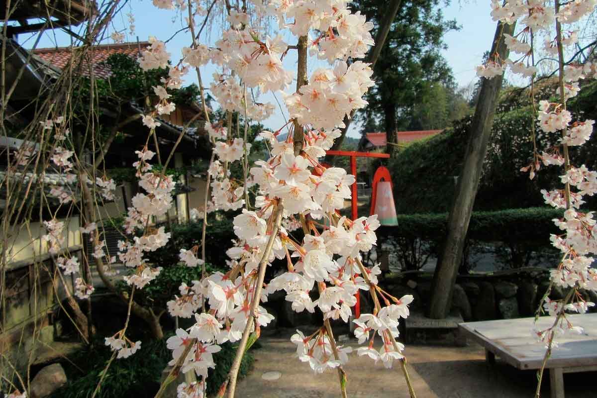 島根県雲南市のお花見スポット『段部のしだれ桜』の開花の様子