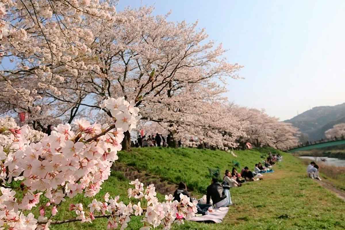 島根県雲南市のお花見スポット『斐伊川堤防桜並木』の開花の様子