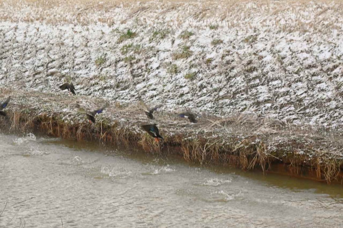島根県出雲市にある『五右衛門川河川公園』の近くにいた鳥の群れ