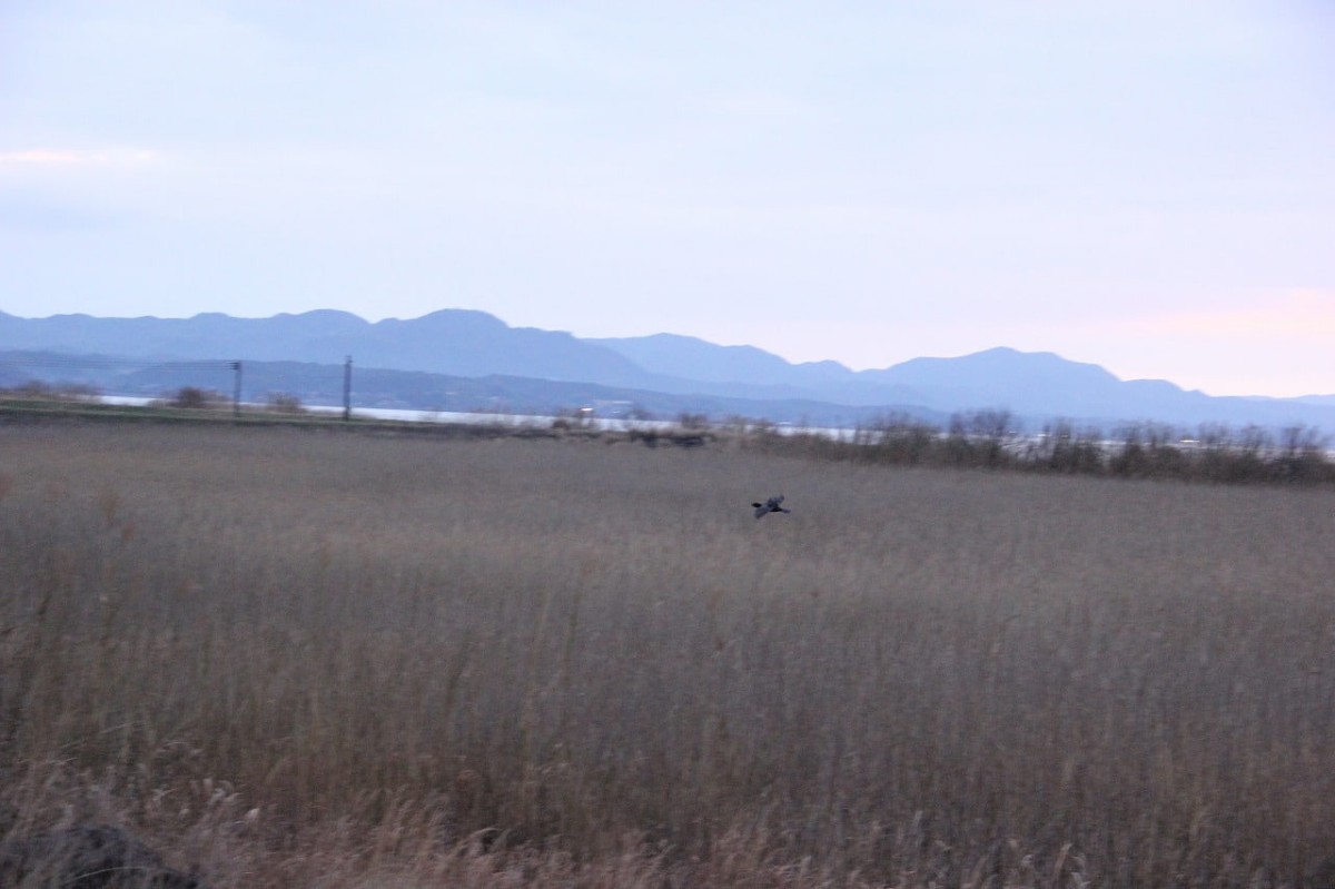 出雲市にある『宍道湖西岸なぎさ公園』での野鳥観察風景