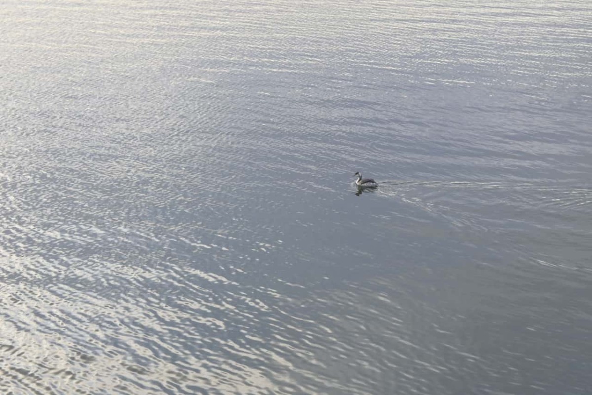 島根県松江市の中海を泳いでいた鳥