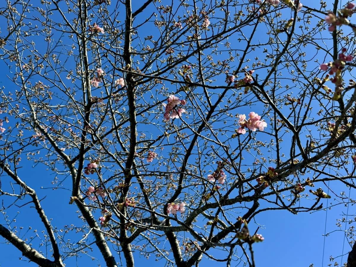 開花していた桜の花