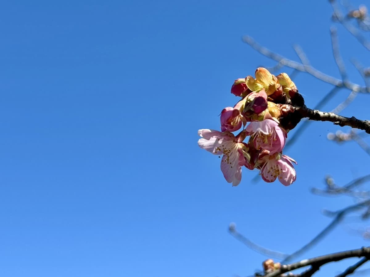 開花していた桜の花