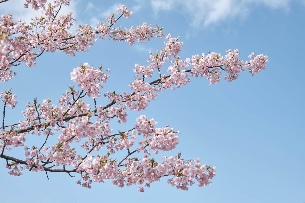 島根県松江市『大塚山公園』の河津桜