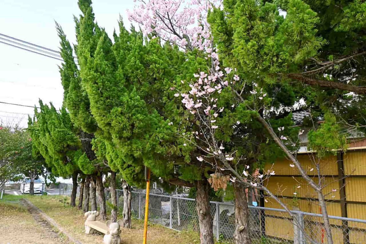 鳥取県米子市にある『目久美公園』で見つけた桜