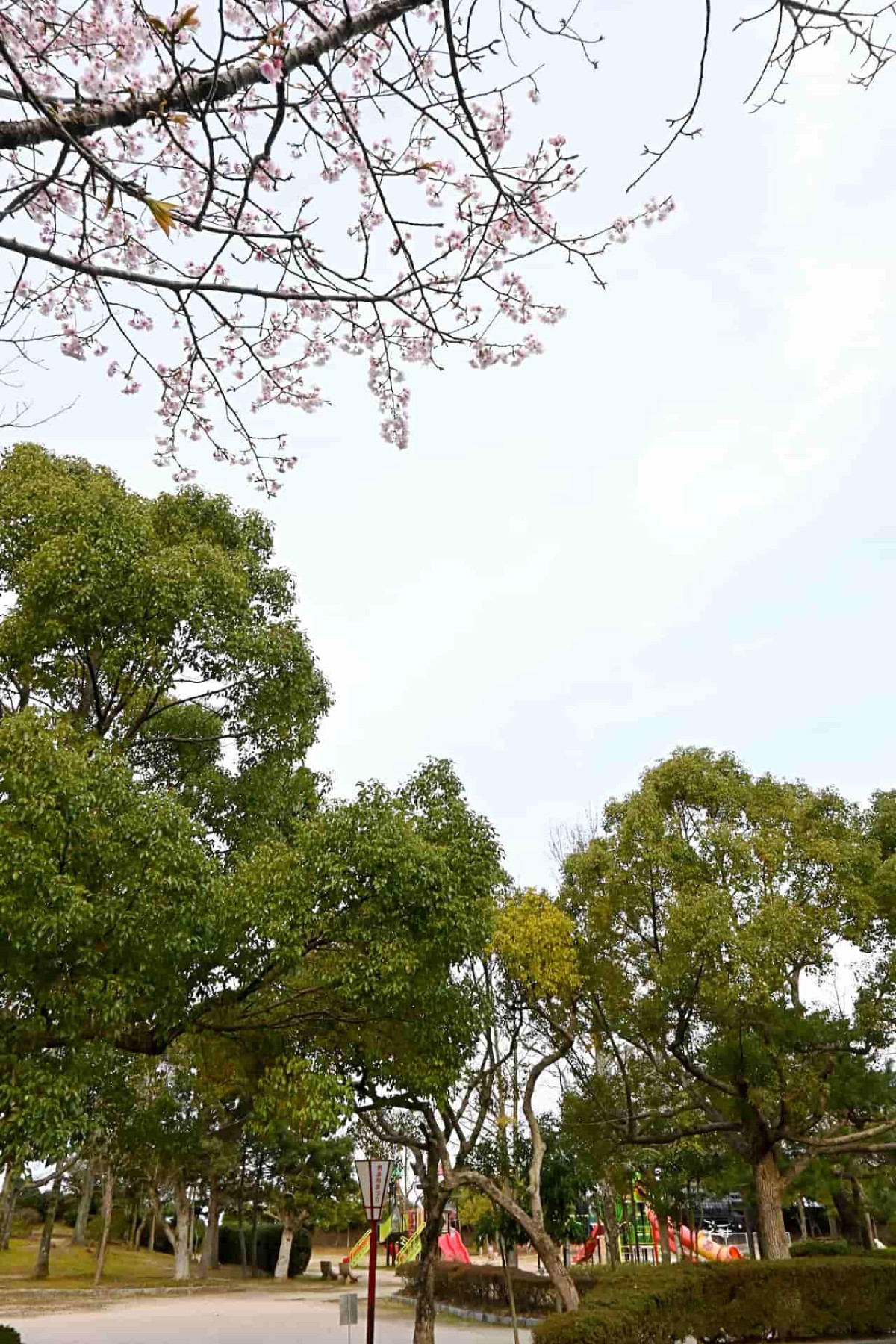 鳥取県米子市『湊山公園』で咲いている桜