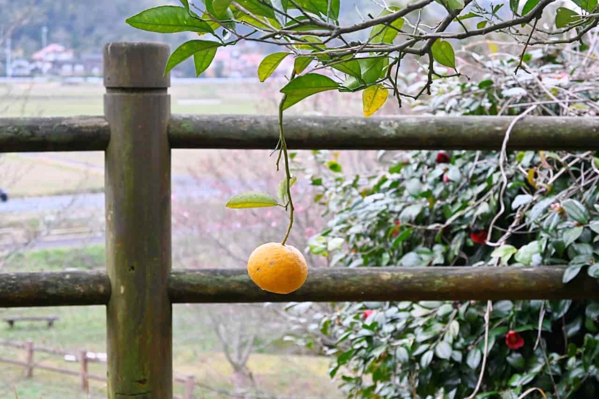 島根県松江市にある『堀部史跡公園』に植えてあるダイダイ