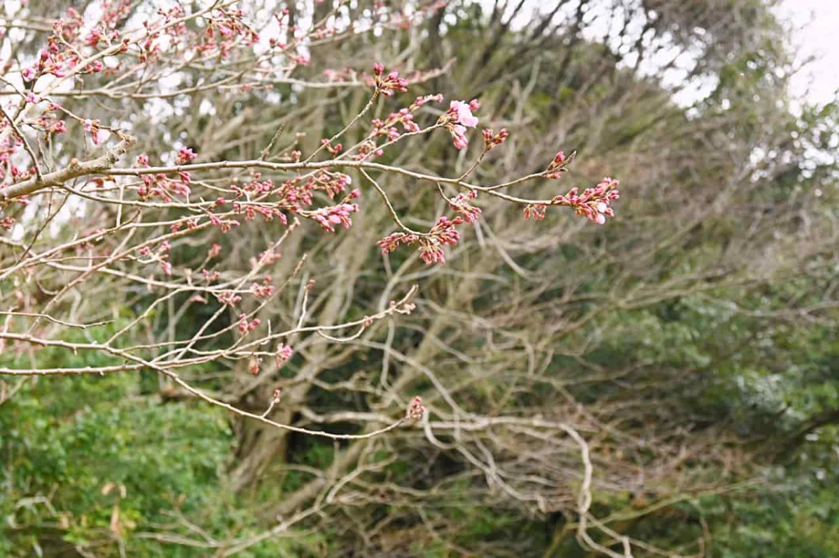 島根県松江市にある『堀部史跡公園』に咲く桜