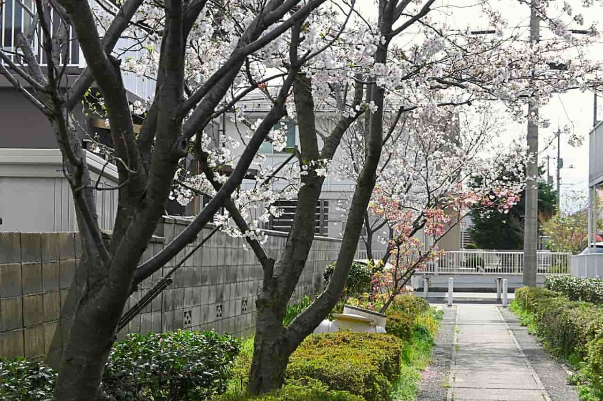 鳥取県米子市内で見つけた桜が咲いている場所