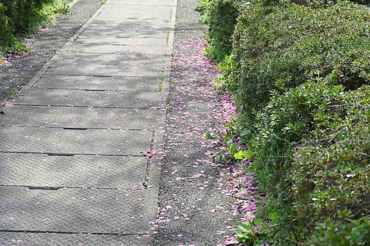 鳥取県米子市内で見つけた桜が咲いている場所