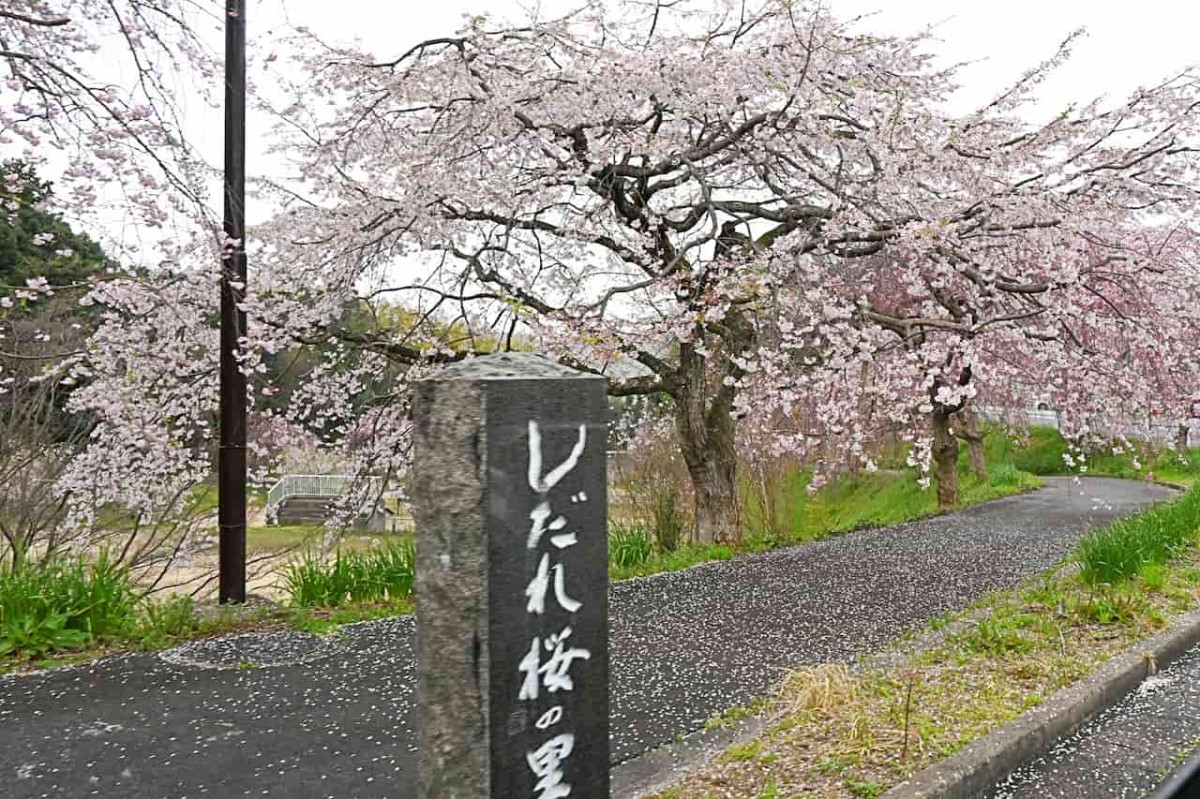 鳥取県倉吉市の『伯耆しあわせの郷』に咲くシダレザクラ