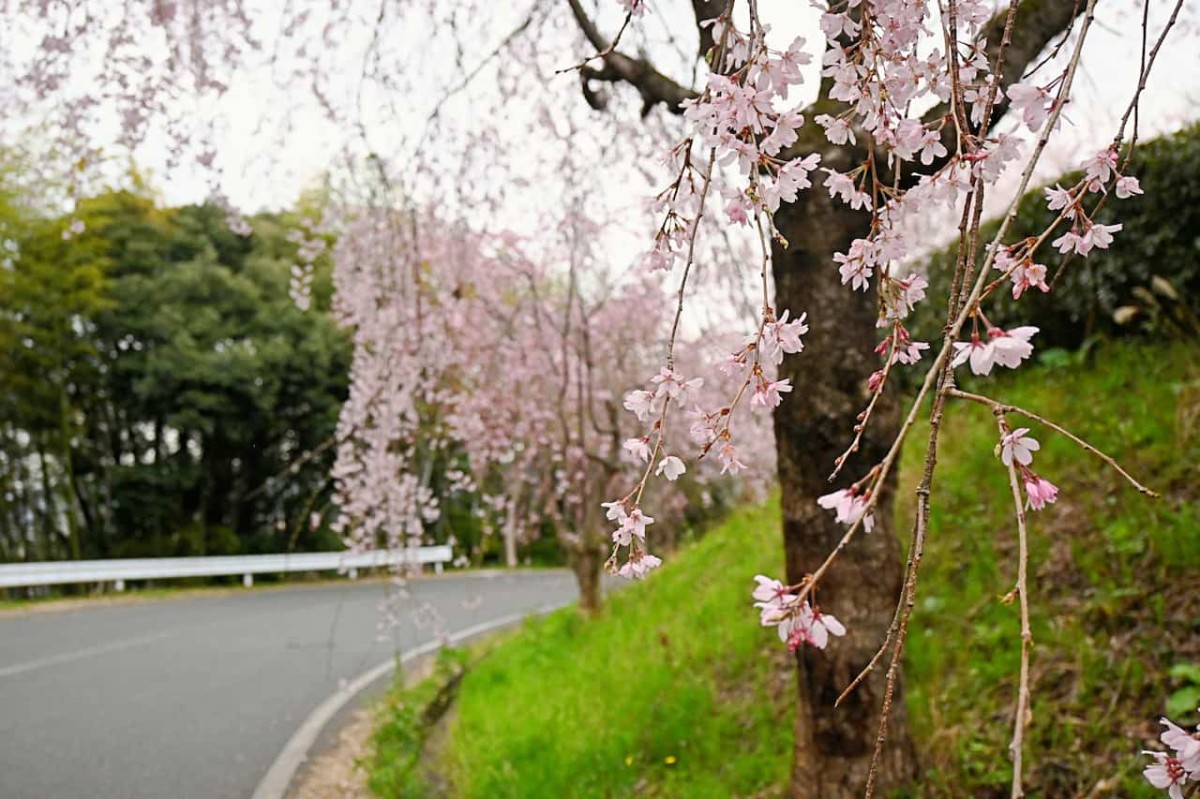 鳥取県倉吉市の『伯耆しあわせの郷』に咲くシダレザクラ