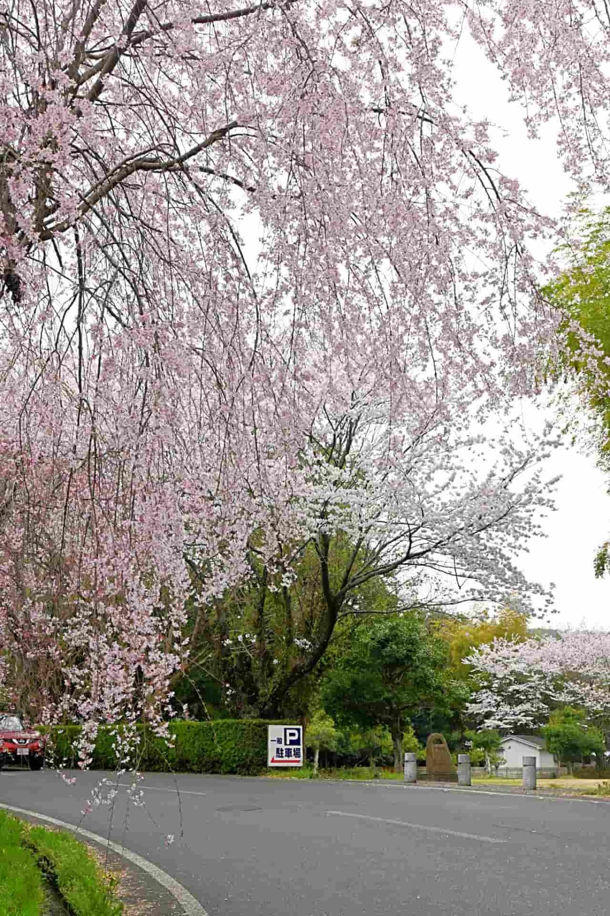 鳥取県倉吉市の『伯耆しあわせの郷』に咲くシダレザクラ