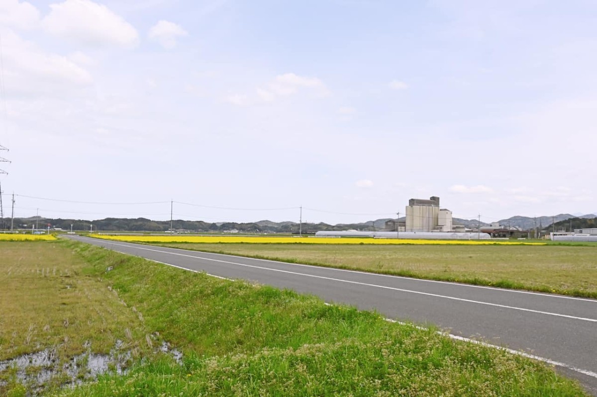 島根県安来市の『能義交流センター』近くにある菜の花畑