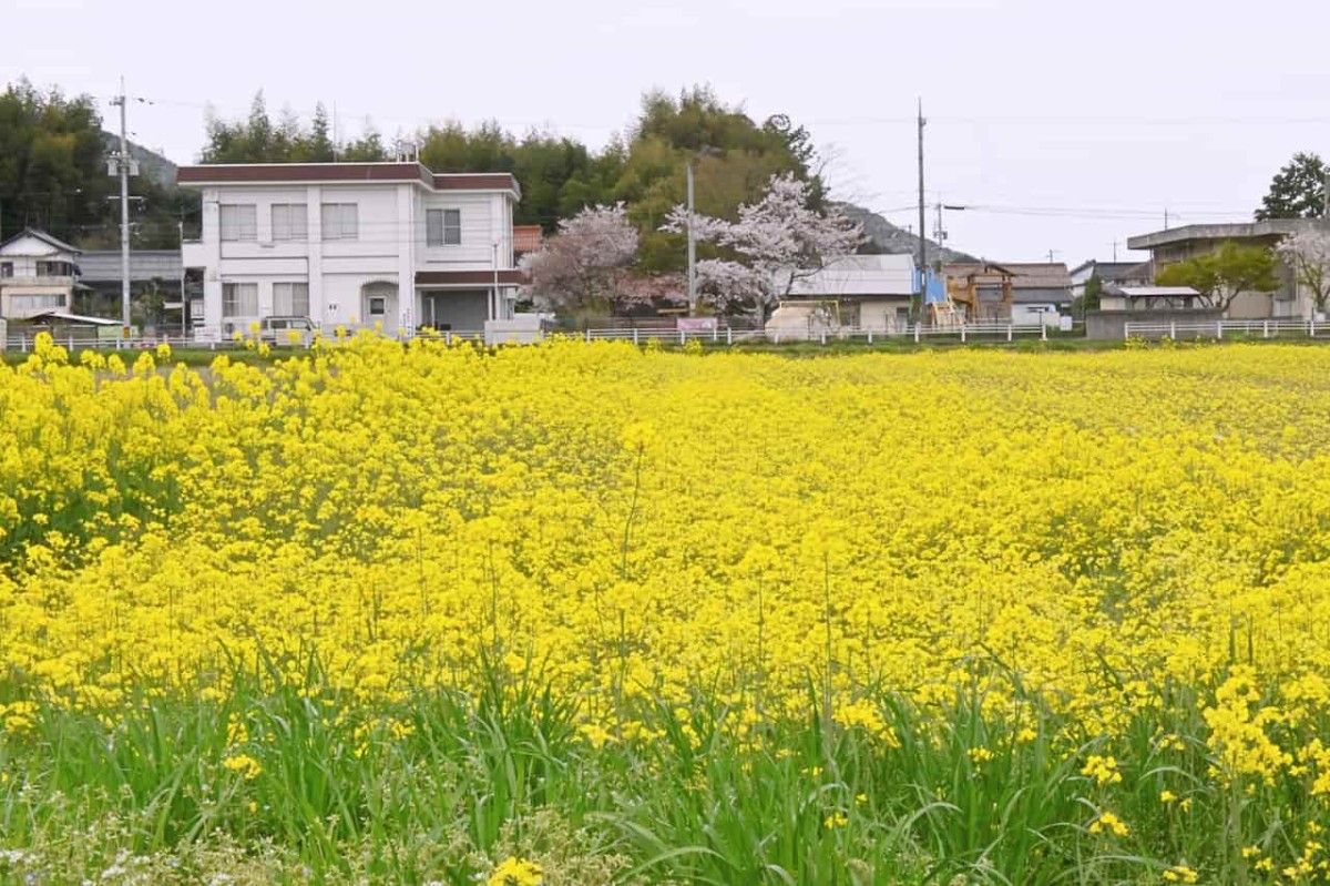 島根県安来市の『能義交流センター』近くにある菜の花畑