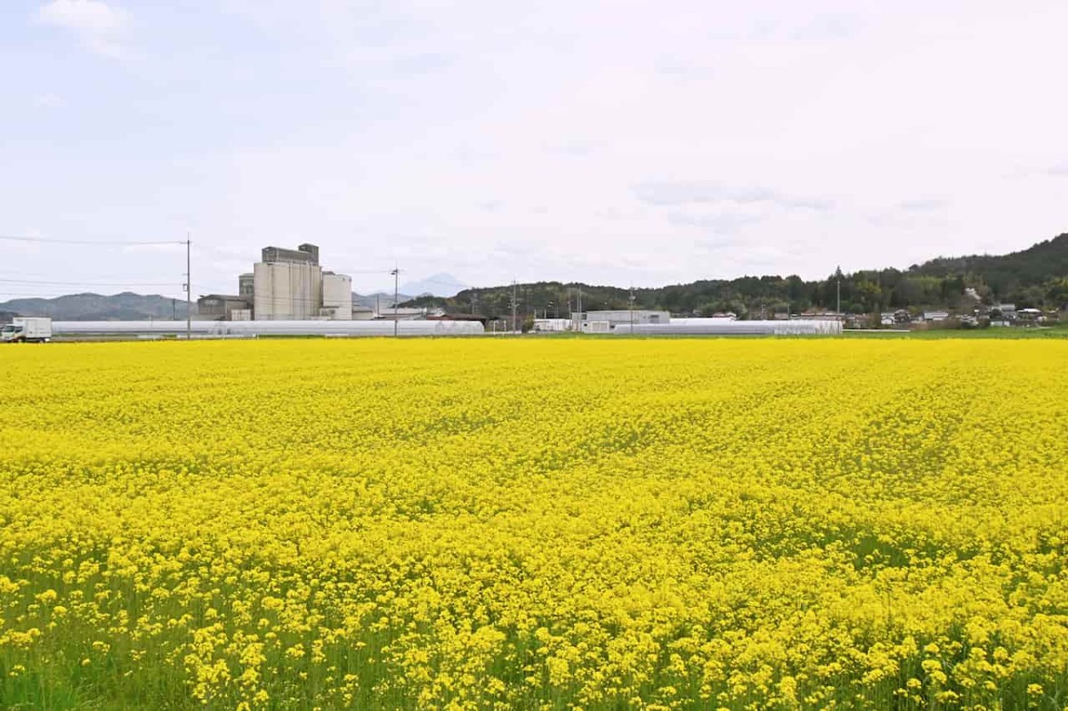 島根県安来市の『能義交流センター』近くにある菜の花畑