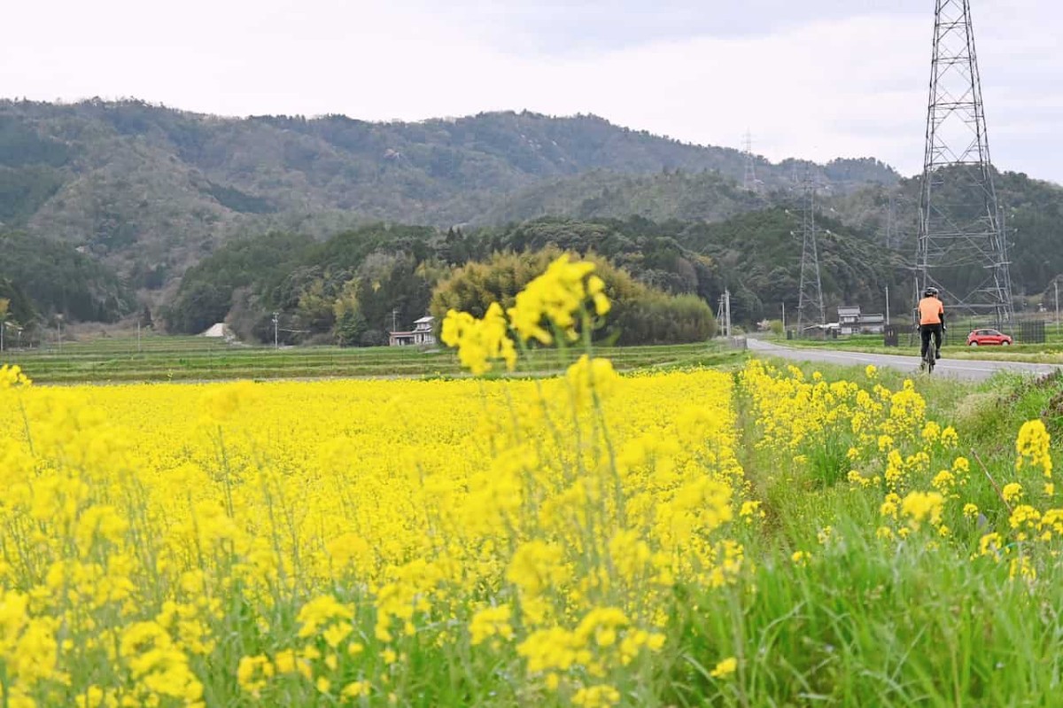 島根県安来市の『能義交流センター』近くにある菜の花畑