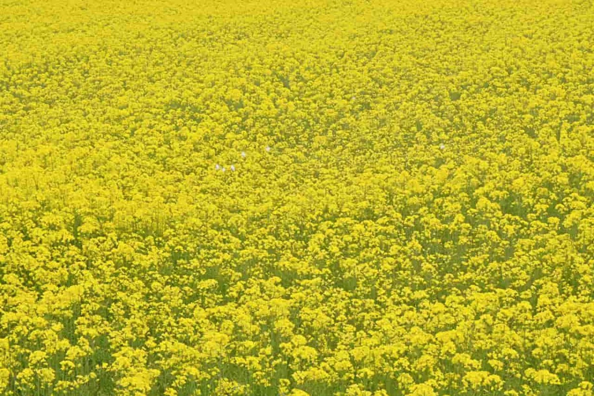 島根県安来市の『能義交流センター』近くにある菜の花畑