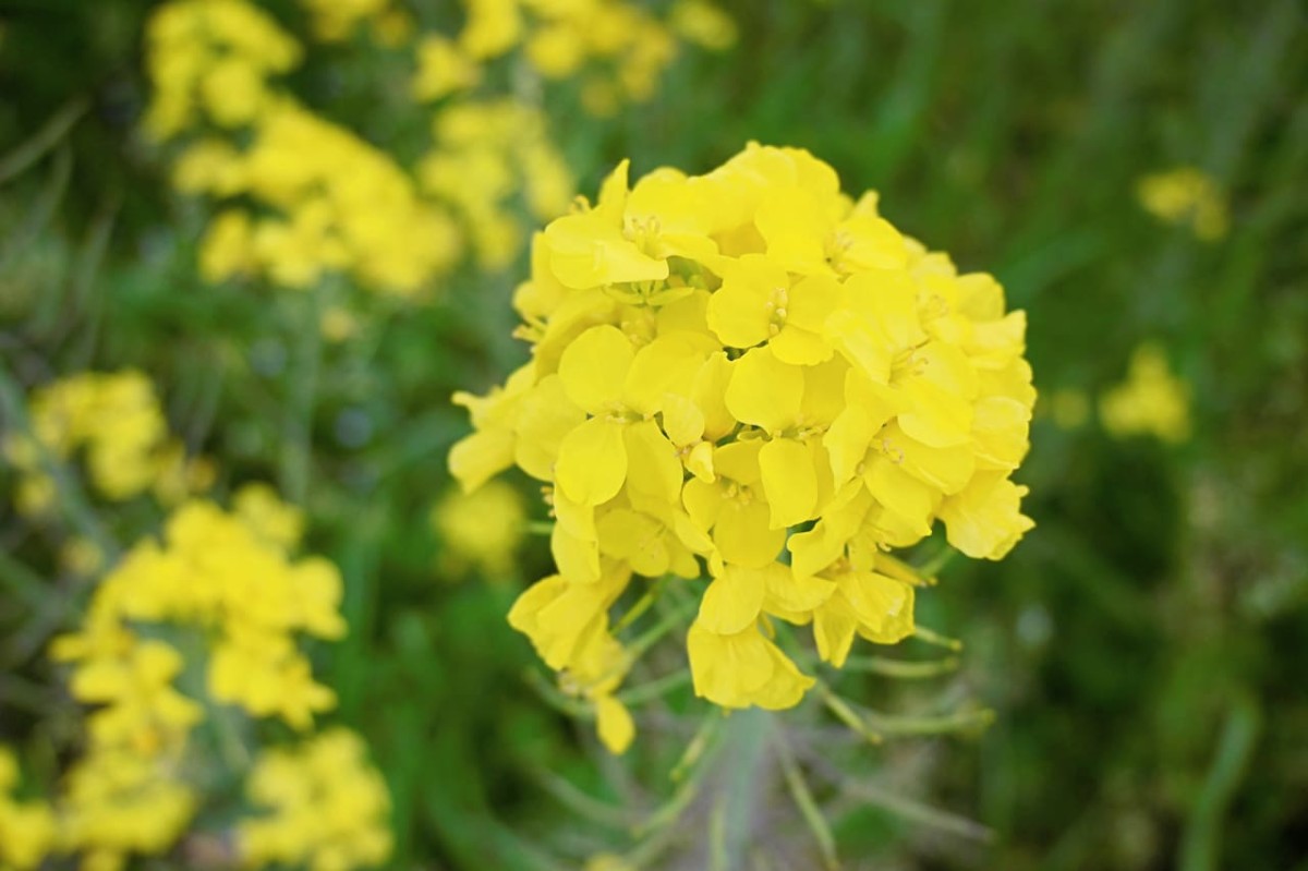 島根県安来市の『能義交流センター』近くに咲く菜の花