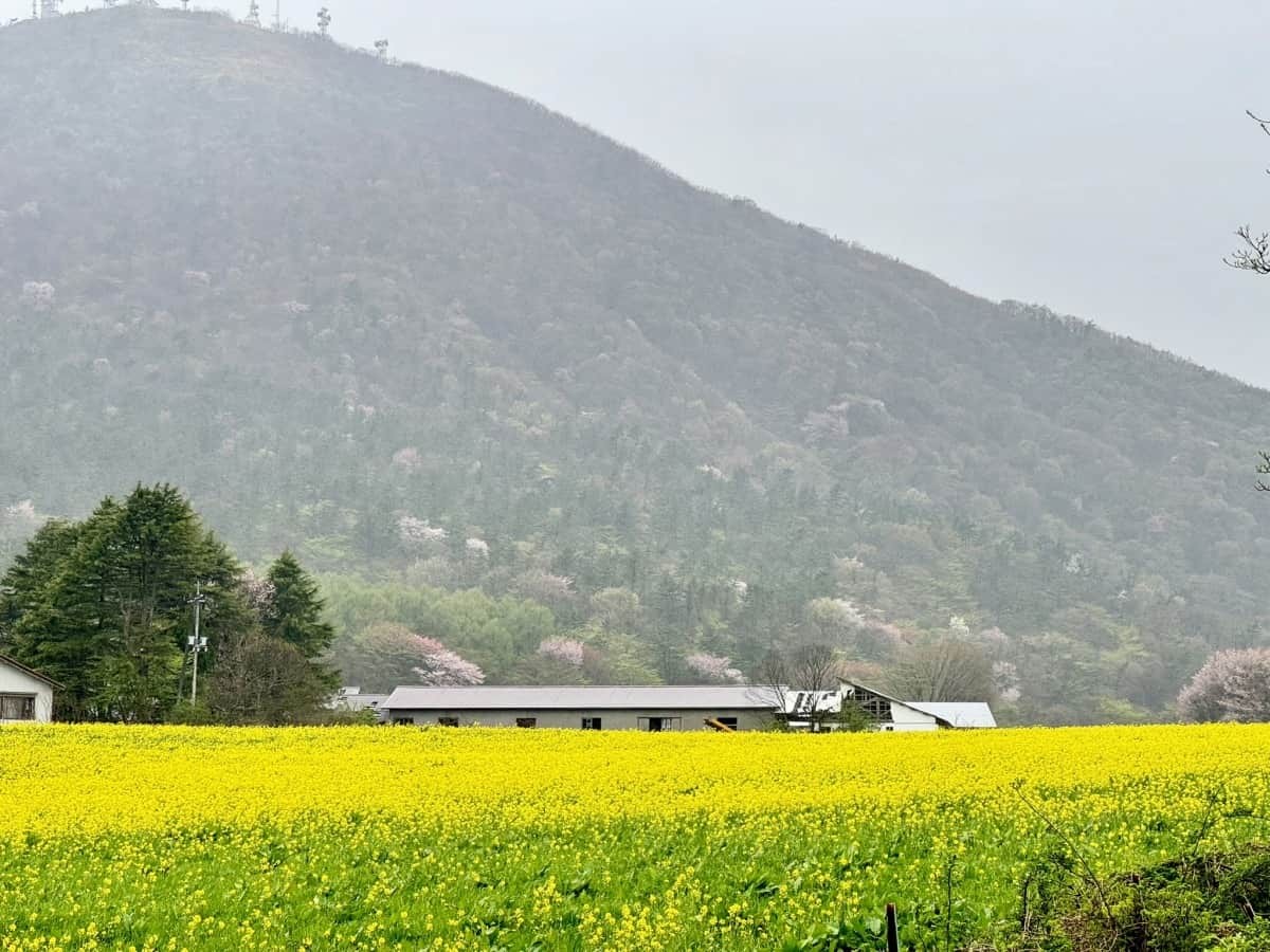 三瓶山の菜の花畑