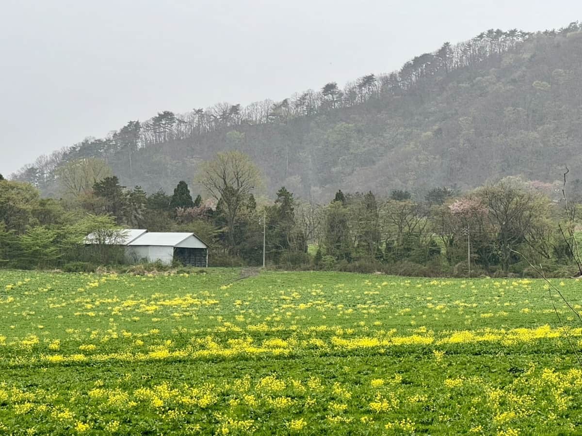 三瓶山の菜の花畑