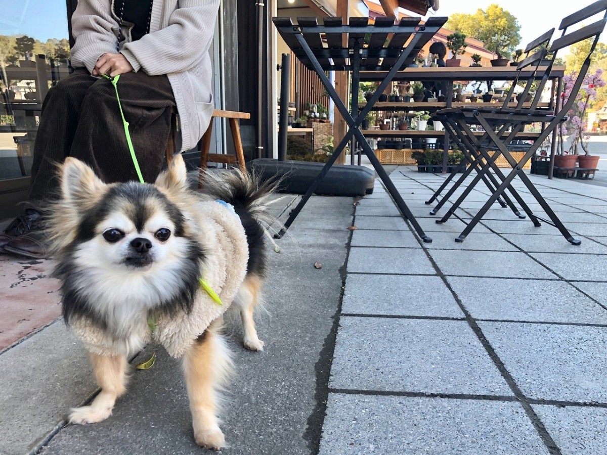 犬とのお出かけイメージ