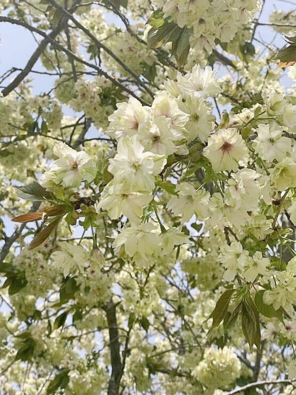 鳥取県伯耆町の『ささふく水辺公園』に咲いていた御衣黄の花