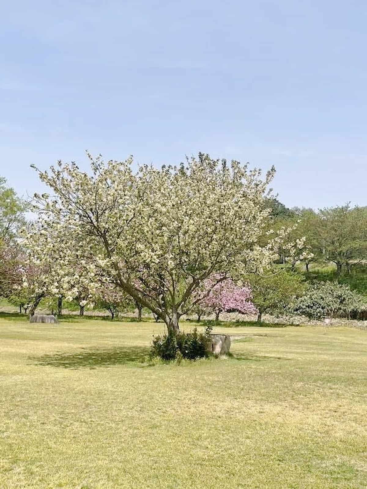 鳥取県伯耆町の『ささふく水辺公園』に咲いていた御衣黄の花