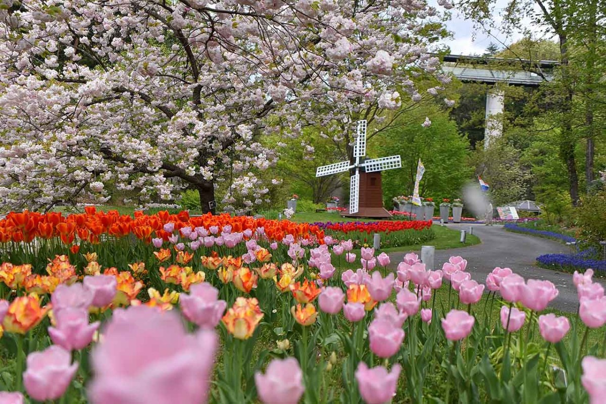 鳥取県西伯郡南部町にある「とっとり花回廊」の園内