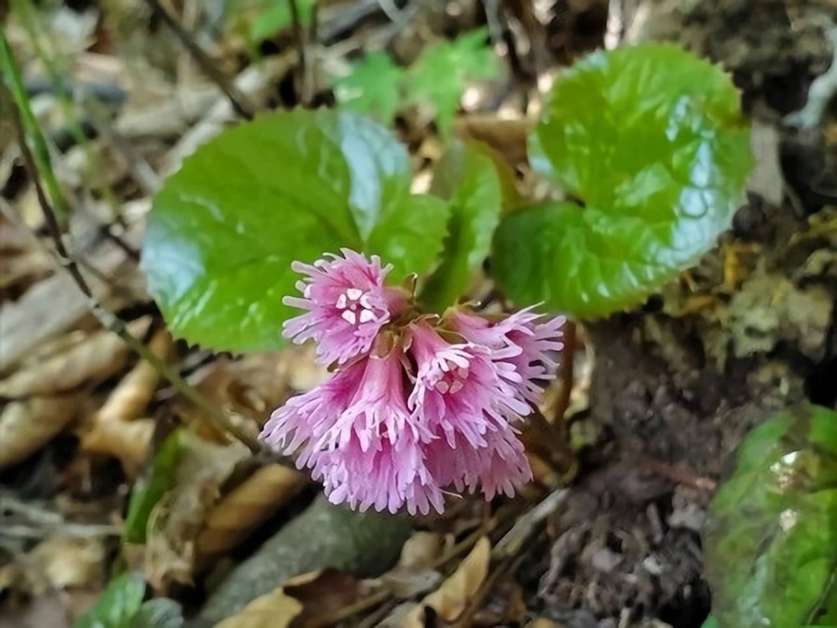 鳥取県の奥大山で見られる多年草