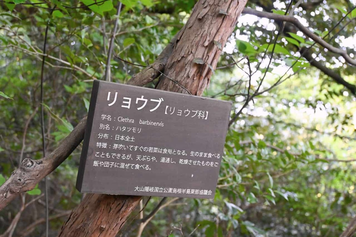 島根県松江市美保関にある『五本松公園』を山登り途中に見つけた植物