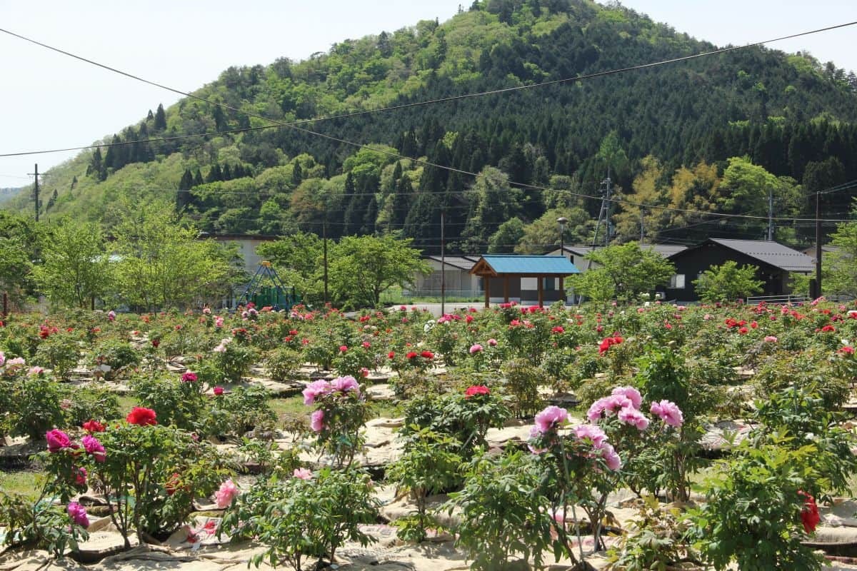 島根県飯南町のフラワースポット『赤名観光ぼたん園』の全景