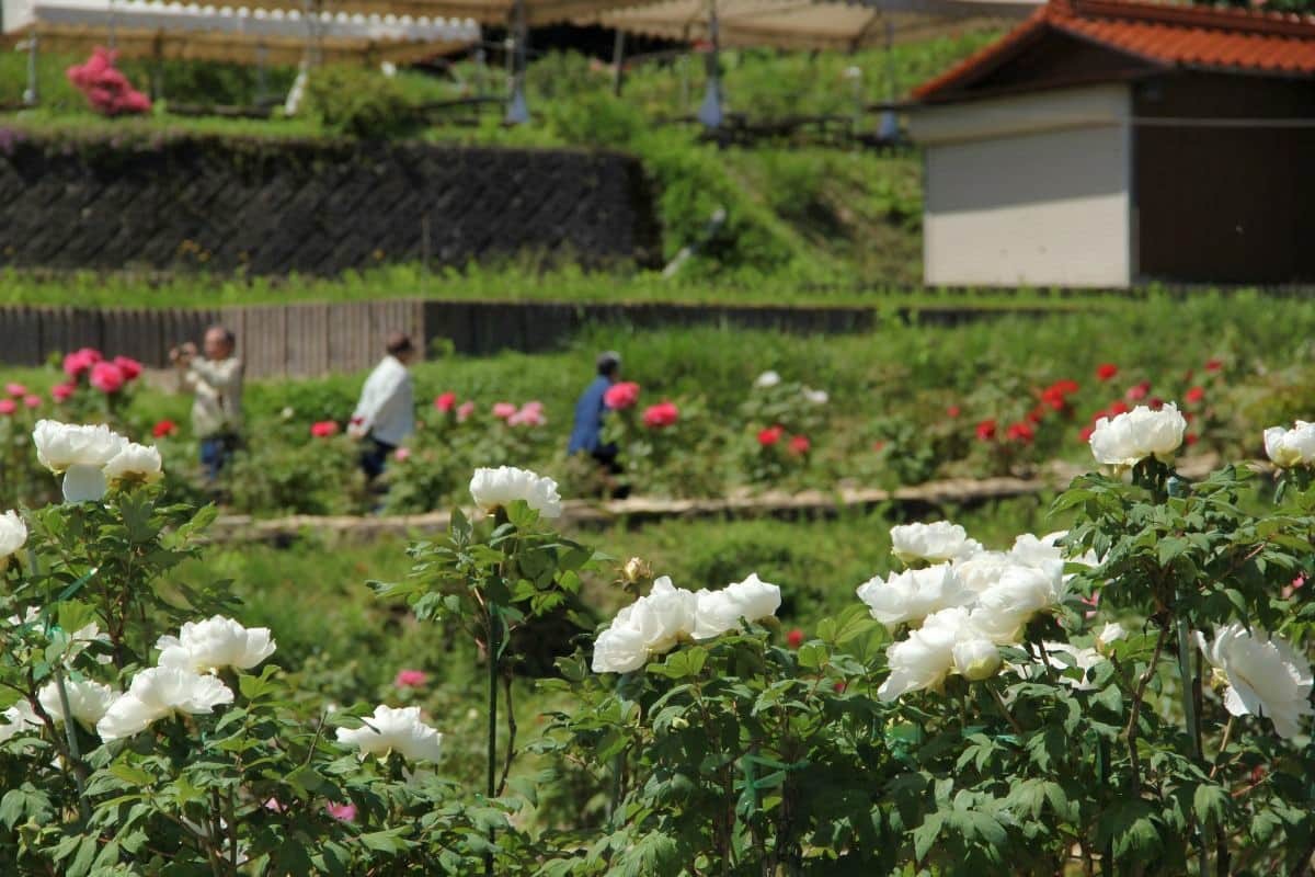 島根県飯南町のフラワースポット『赤名観光ぼたん園』に咲くボタン