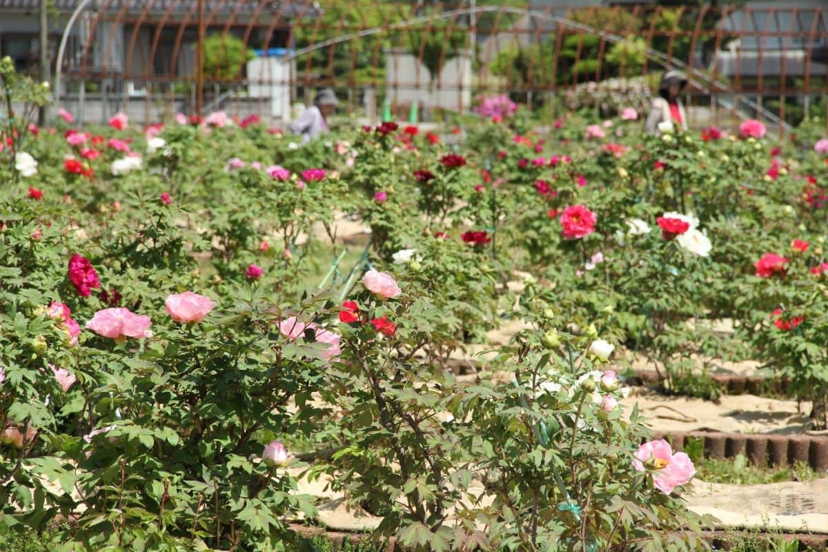 島根県飯南町のフラワースポット『赤名観光ぼたん園』に咲くボタン