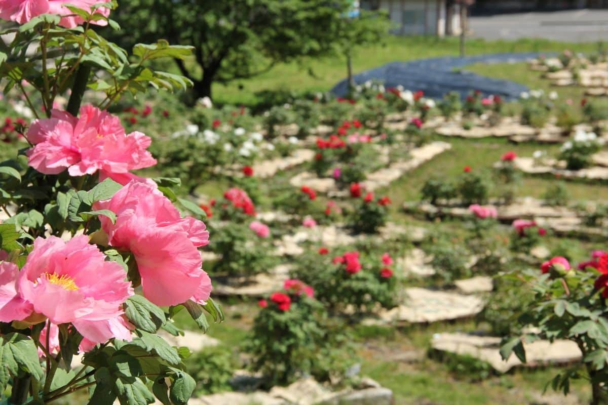 島根県飯南町のフラワースポット『赤名観光ぼたん園』に咲くボタン