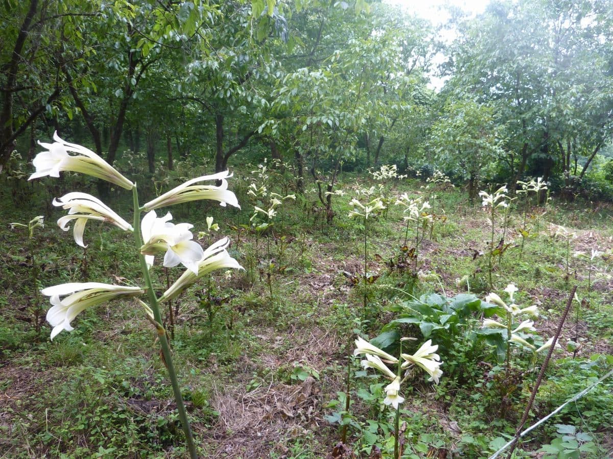 島根県奥出雲町のアウトドアスポット『久兵衛山』に開花するウバユリ