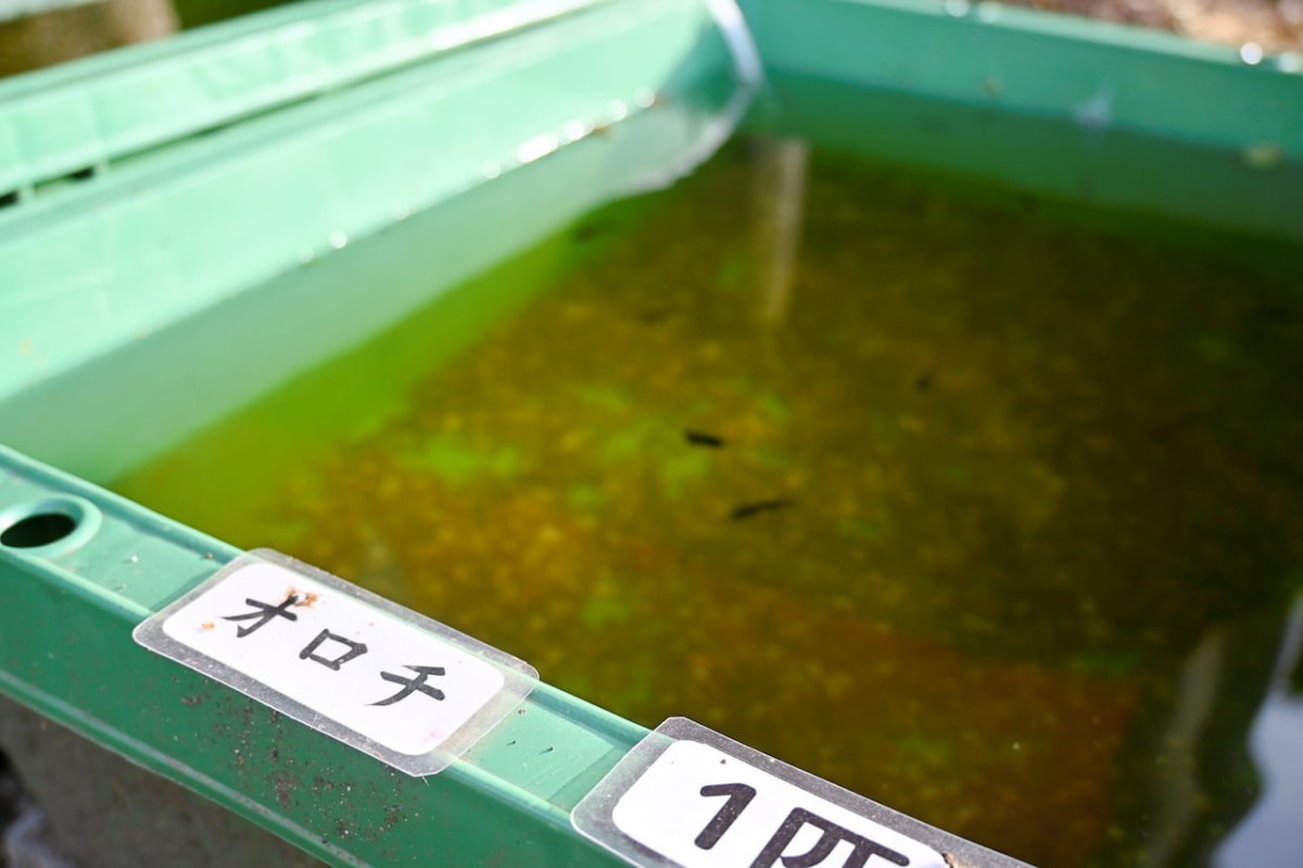 島根県雲南市のメダカ無人販売所「プラチナメダカ2号店」の水槽