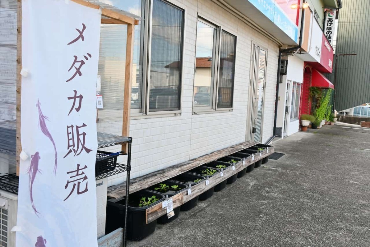 島根県益田市のメダカ無人販売所「みすみめだか益田無人販売所」の販売スペース