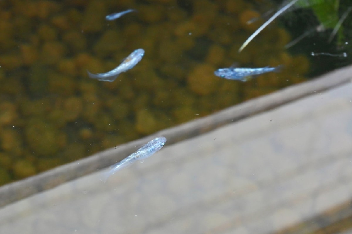 島根県益田市のメダカ無人販売所「みすみめだか益田無人販売所」の販売スペース