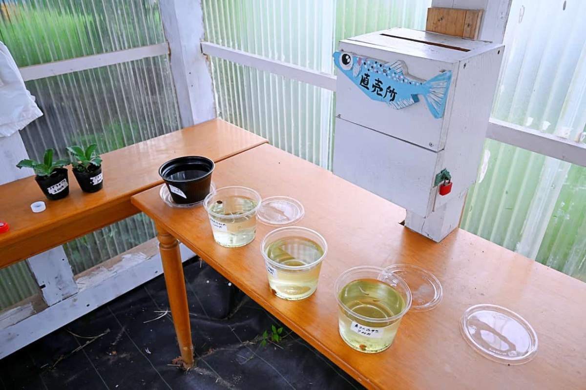 鳥取県米子市のメダカ無人販売所「弓浜恋めだか」の販売スペース