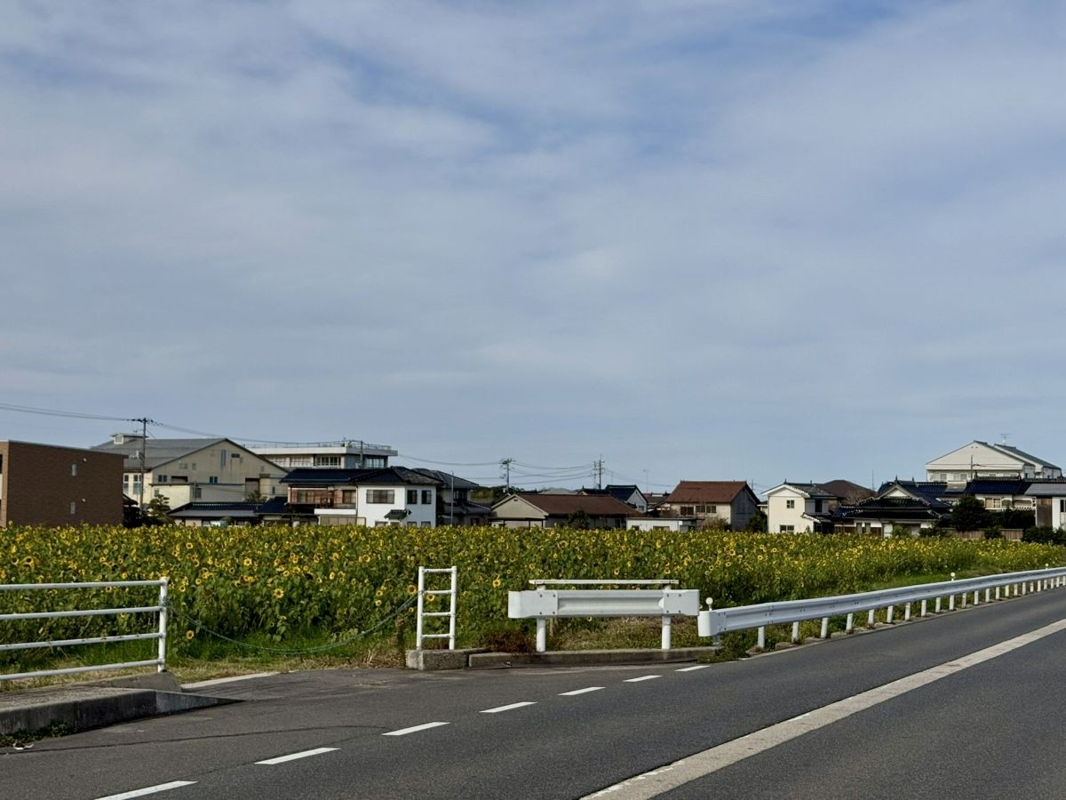 鳥取県琴浦町の「琴浦町役場」近くのひまわり畑