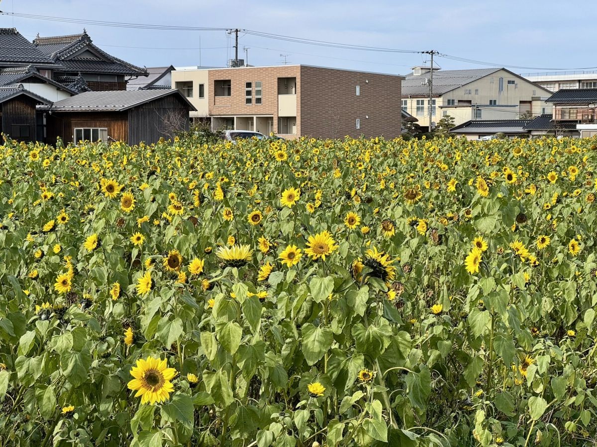 鳥取県琴浦町の「琴浦町役場」近くのひまわり畑