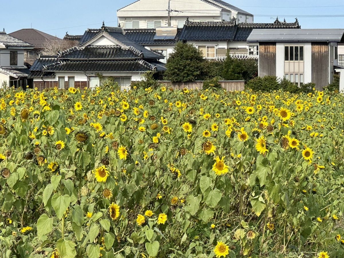鳥取県琴浦町の「琴浦町役場」近くのひまわり畑