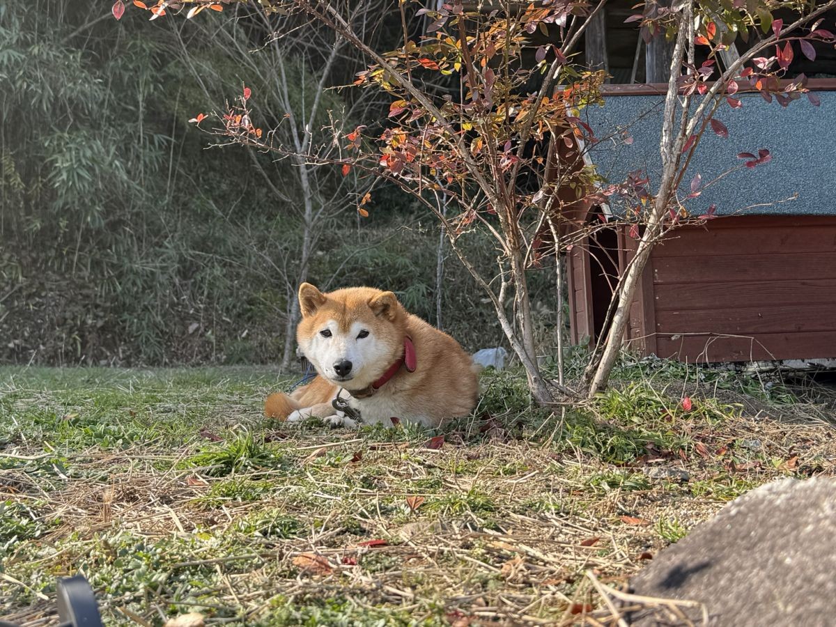 雲南市の古民家カフェ『Soban』の愛犬