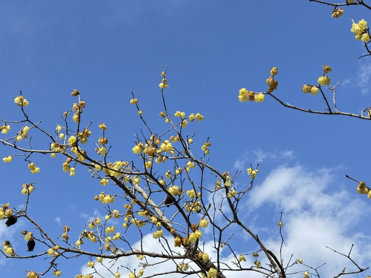 米子市の歴史公園「伯耆古代の丘公園」に咲き誇る蠟梅の花