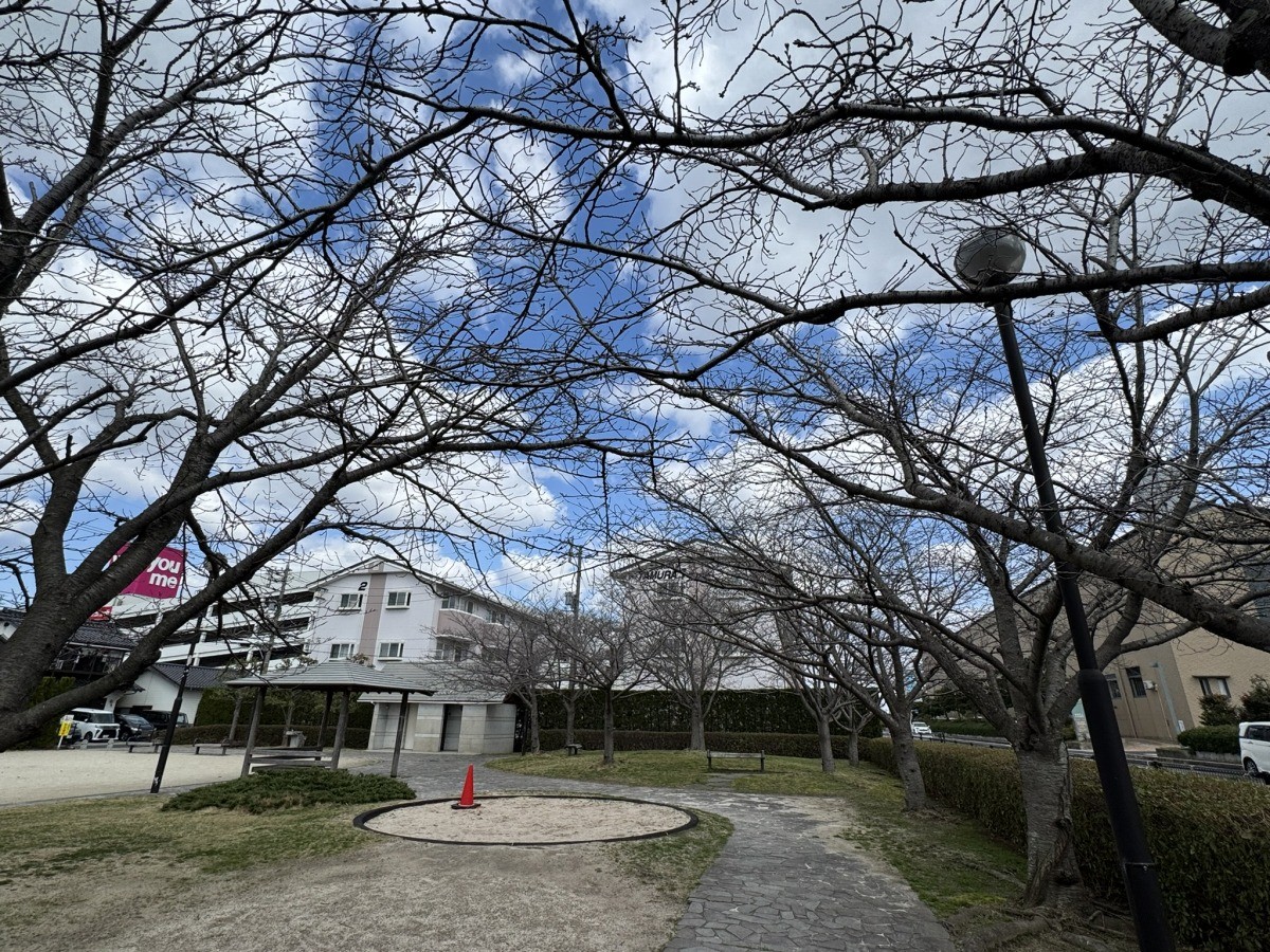 島根県出雲市姫原にある『姫原北公園』の桜並木