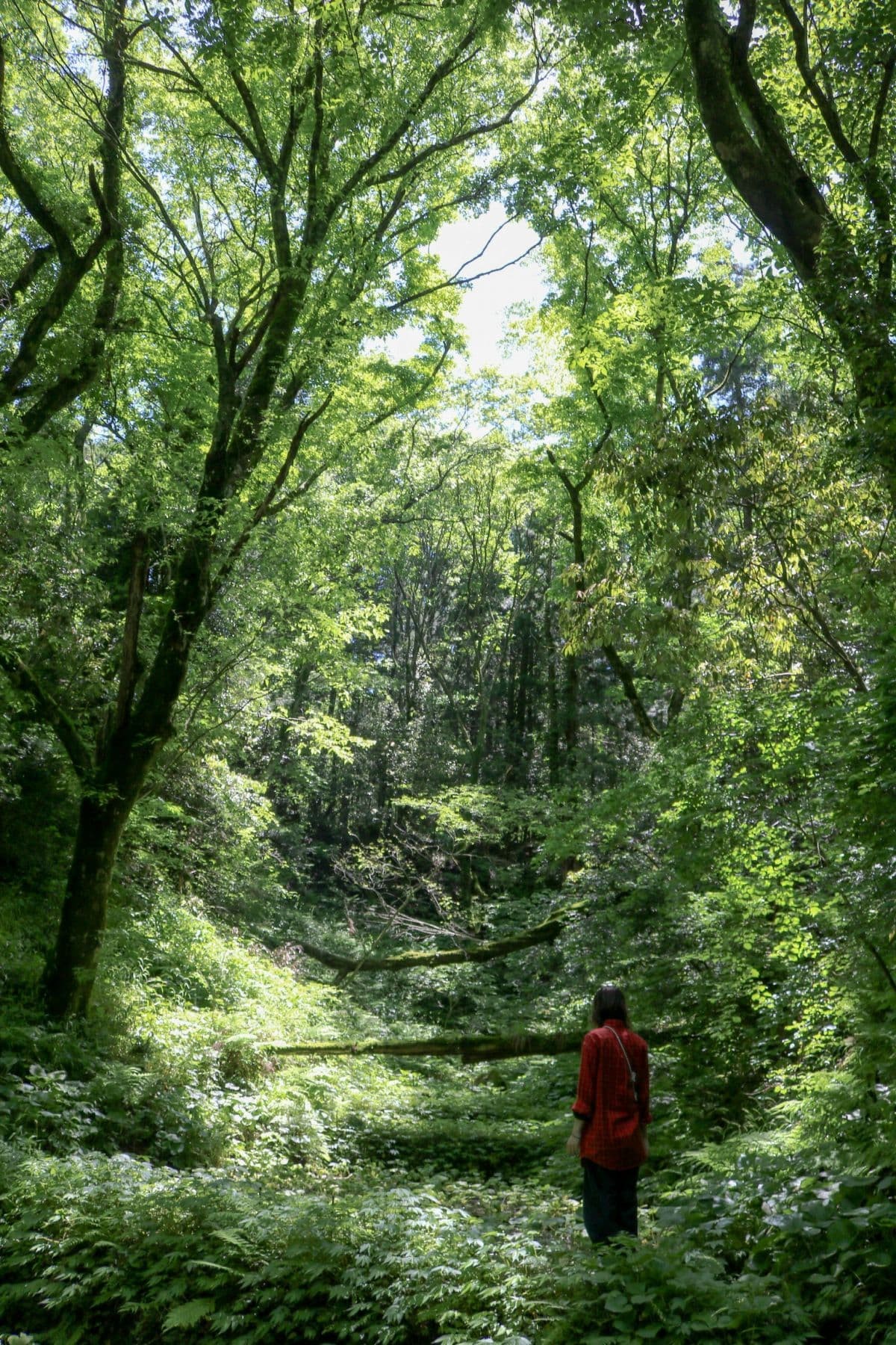 島根県大田市で開催中の半日ツアー「三瓶わさびエクスペリエンス」のツアー中の様子