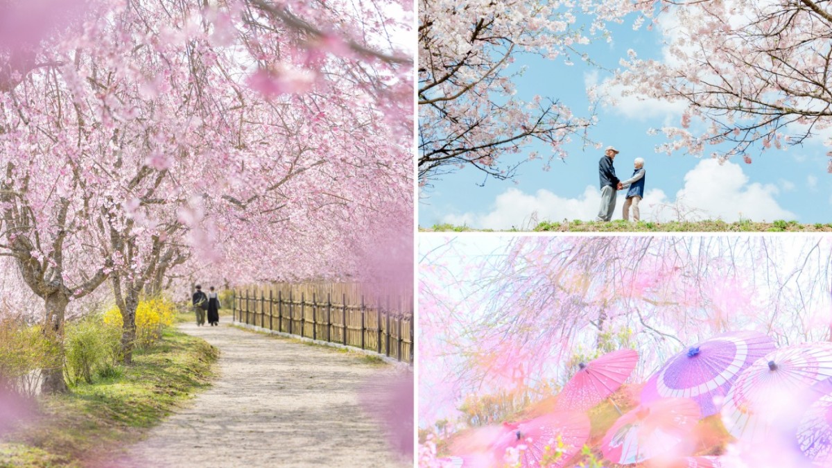 広島県世羅町のフラワースポット『世羅高原』の春の景色