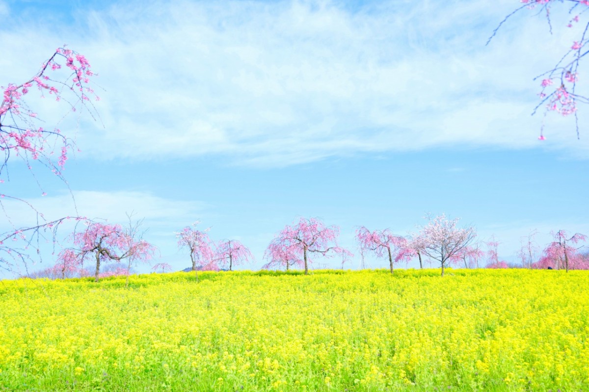 広島県世羅町のフラワースポット『世羅高原』の桜と菜の花