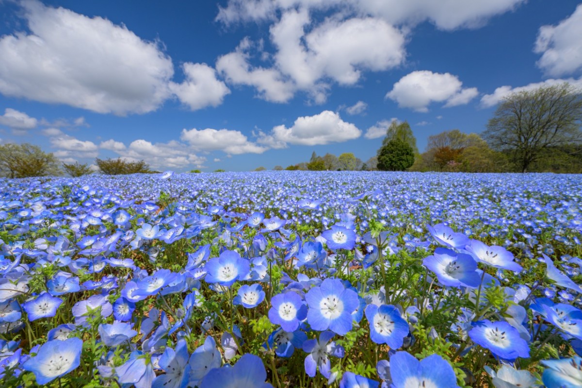 広島県世羅町のフラワースポット『Flower village 花夢の里』のネモフィラ